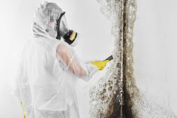Professional Mold Removal in Oneill, NE