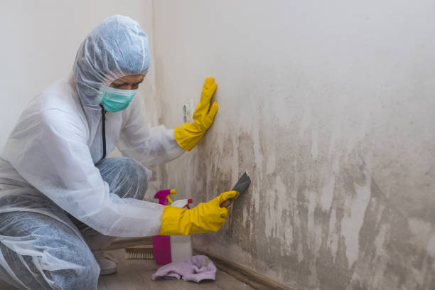 Best Toxic Mold Removal  in Oill, NE