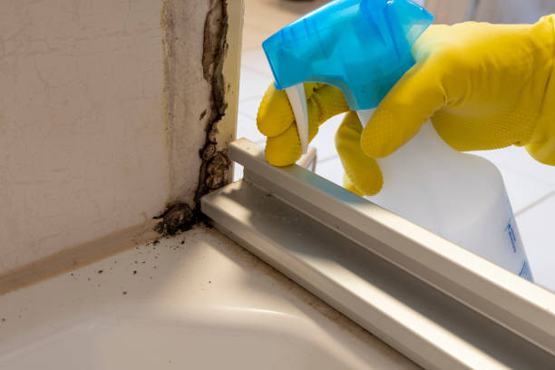 Best Mold Removal Process  in Oill, NE