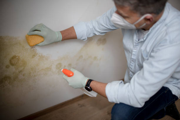 Best Home Mold Removal  in Oill, NE