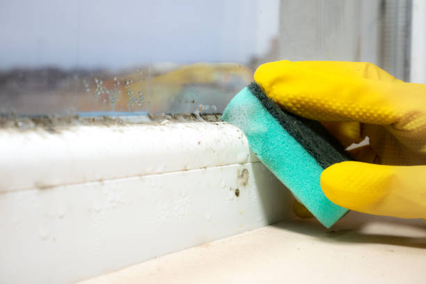 Best Affordable Mold Removal  in Oill, NE