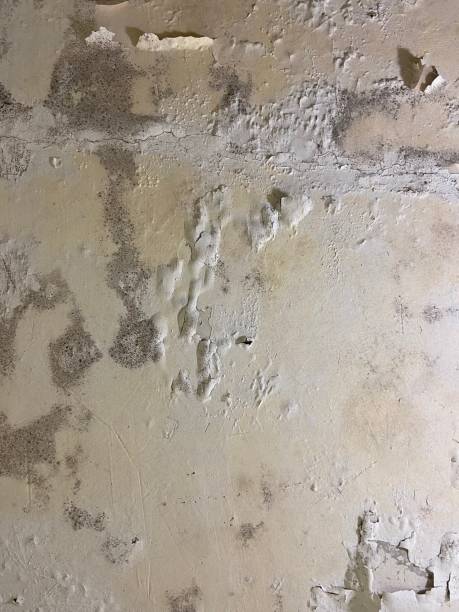 Best Residential Mold Removal  in Oill, NE