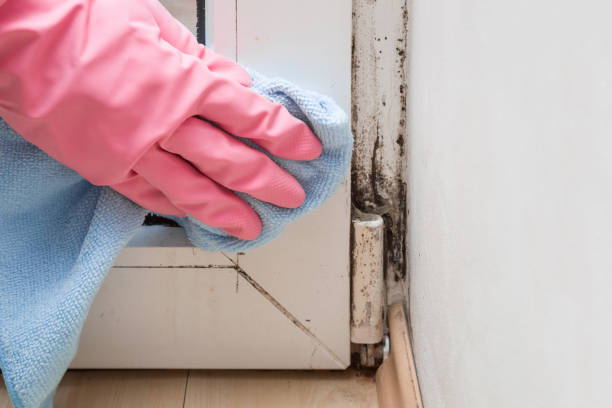 Best Emergency Mold Removal  in Oill, NE