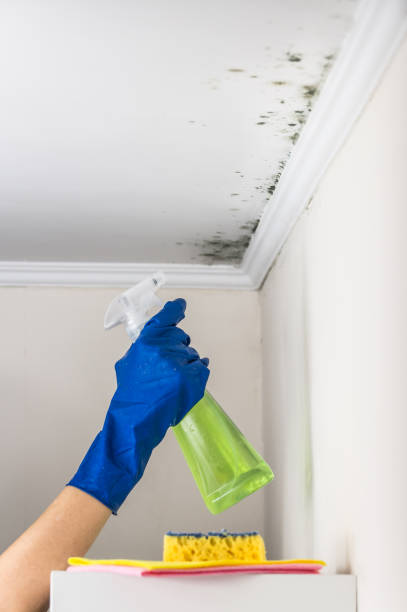 Best Mold Testing  in Oill, NE